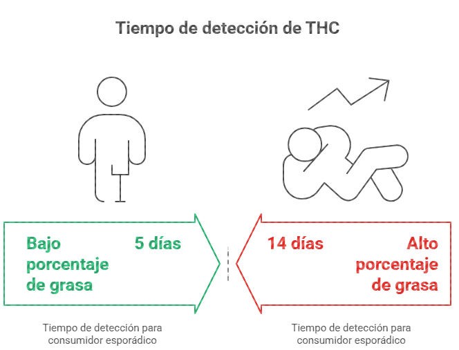 Tiempo de detección de THC en cuerpo