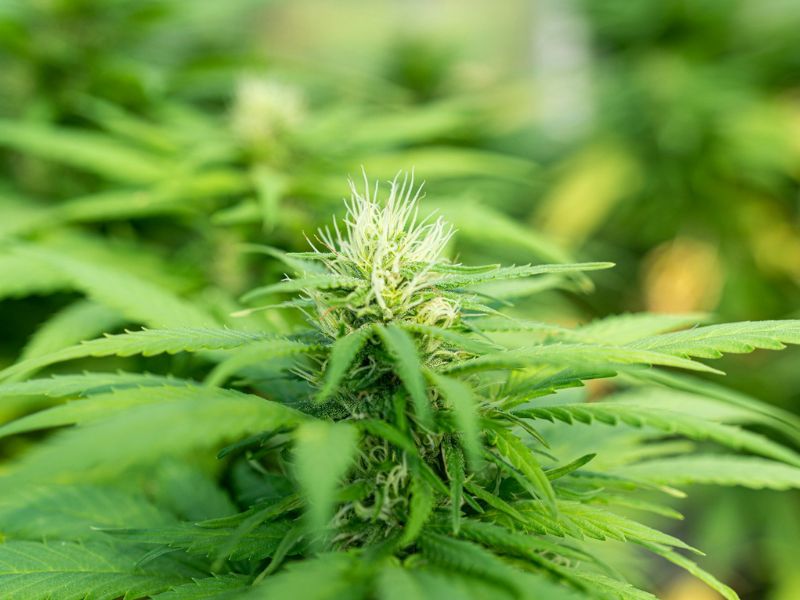 Es Posible Eliminar el Cannabis Más Rápido